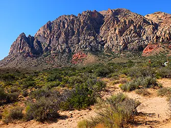 Equitazione in Red Rock Canyon a Las Vegas - Flora e Fauna