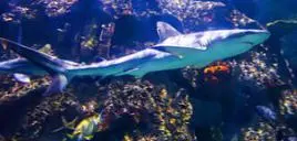 Shark Reef Aquarium a Las Vegas