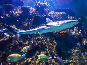 Shark Reef Aquarium a Las Vegas
