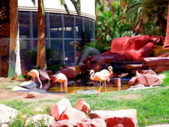 Hotel Flamingo a Las Vegas - Flamingo